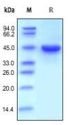 Human RENIN, His Tag on SDS-PAGE under reducing (R) condition. The gel was stained overnight with Coomassie Blue. The purity of the protein is greater than 95%.